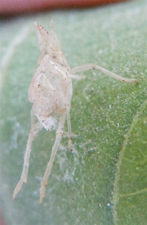 Exuvia