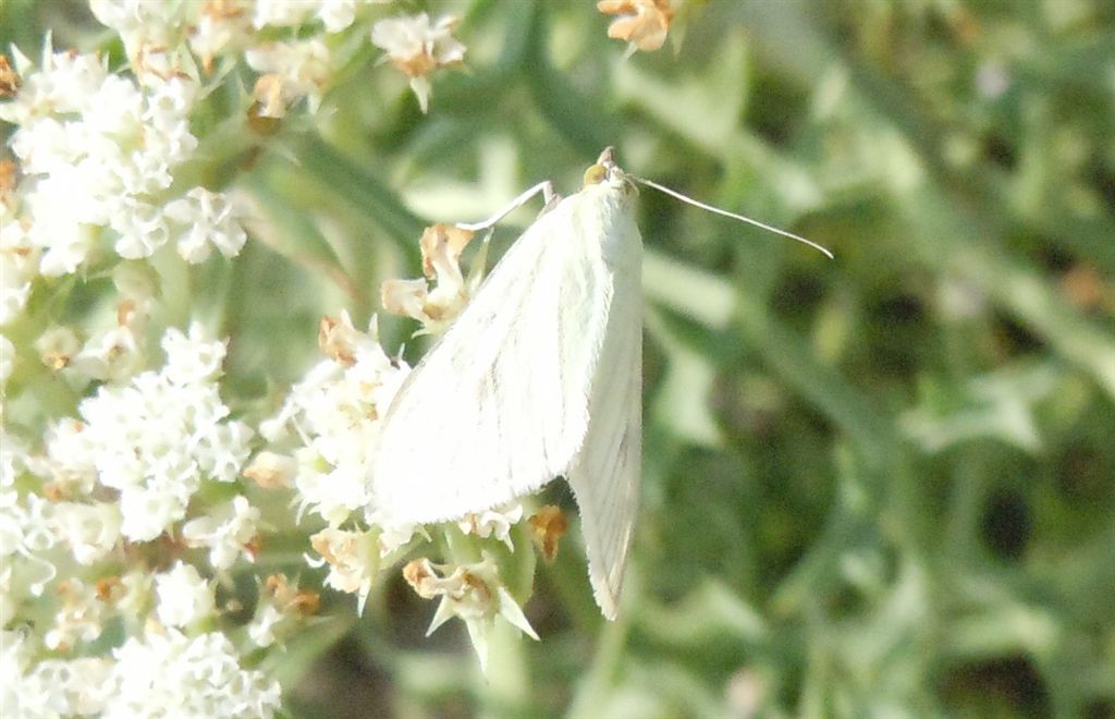 Falena bianca