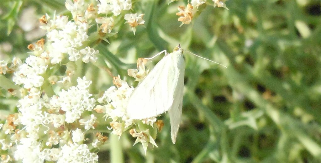 Falena bianca