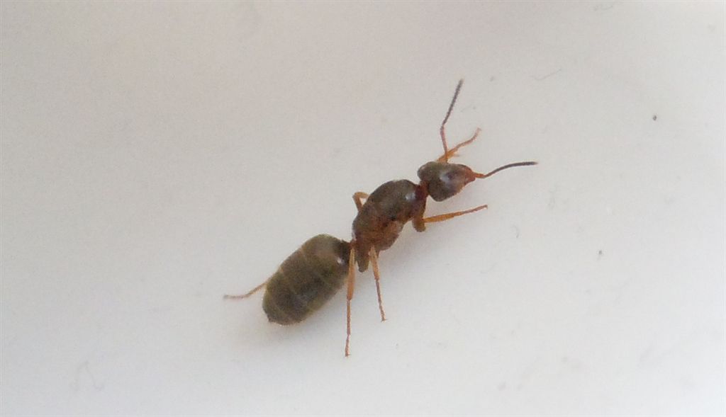 Lasius (Lasius) lasioides, Formicidae, regina