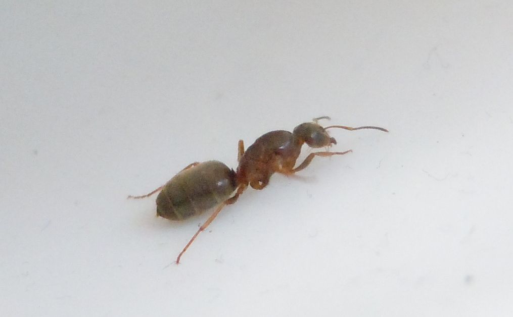 Lasius (Lasius) lasioides, Formicidae, regina
