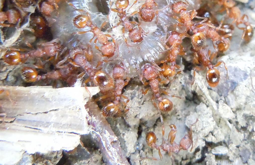 Formiche (Myrmica sp.) su preda (lombrico)