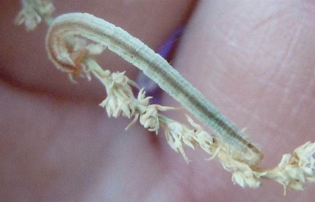 Bruco di Geometridae