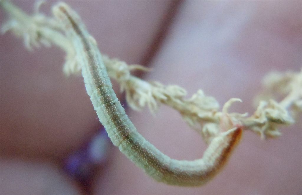 Bruco di Geometridae