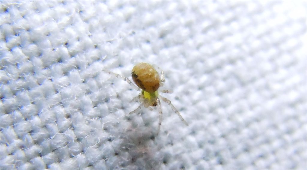 Giovane Theridiidae: forse Kochiura aulica - Agnano (NA)