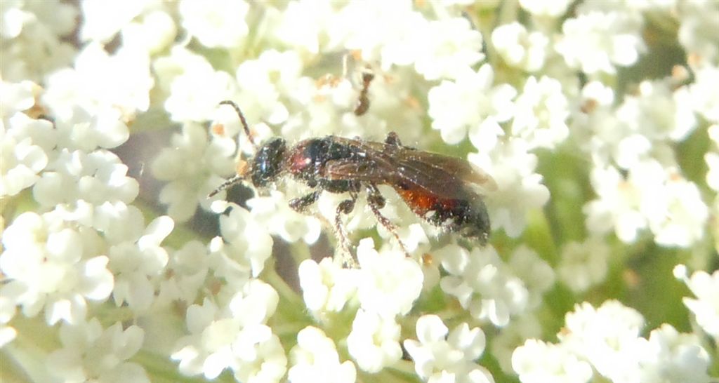 Meria cfr dorsalis (Tiphiidae)