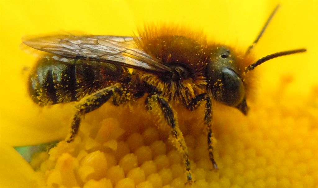 Maschio di Osmia cfr latreillei