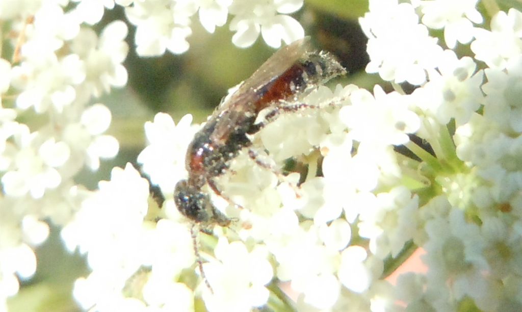 Meria cfr dorsalis (Tiphiidae)