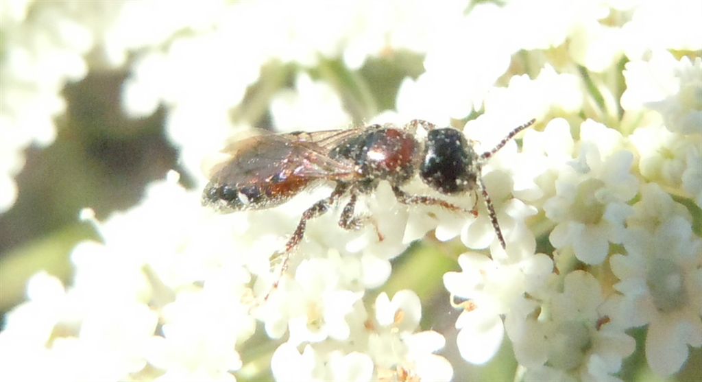 Meria cfr dorsalis (Tiphiidae)