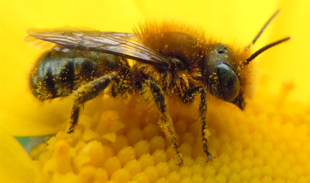 Maschio di Osmia cfr latreillei