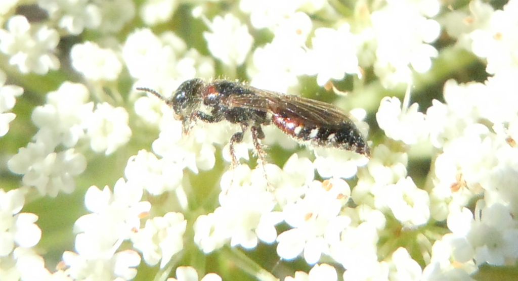 Meria cfr dorsalis (Tiphiidae)