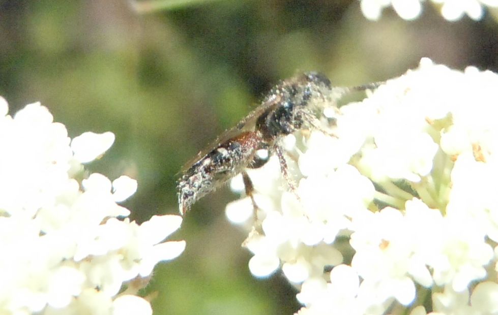 Meria cfr dorsalis (Tiphiidae)