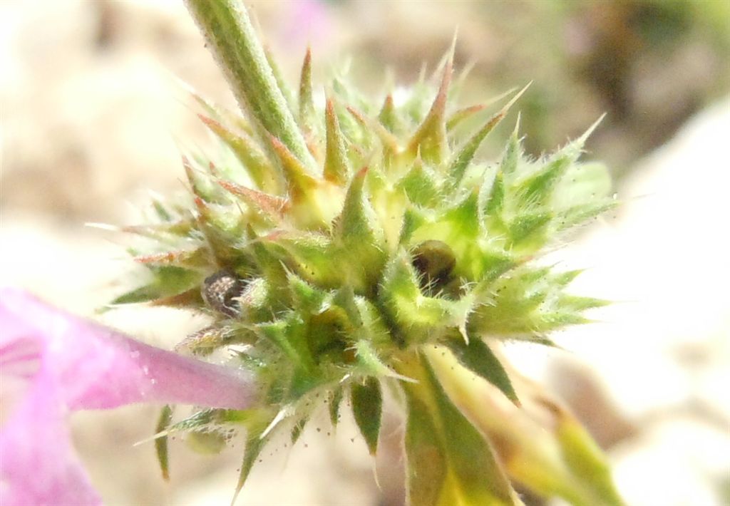 Colle Rotondo (AQ) : Galeopsis angustifolia