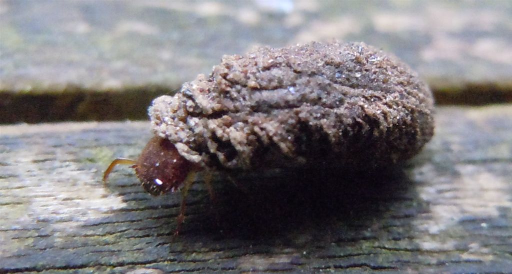 Larva coperta da detriti