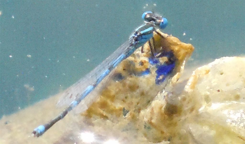 Cercion lindenii? s... cio, Erythromma