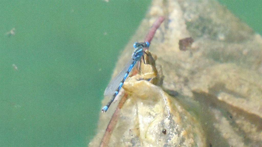 Cercion lindenii? s... cio, Erythromma