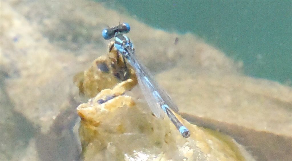 Cercion lindenii? s... cio, Erythromma