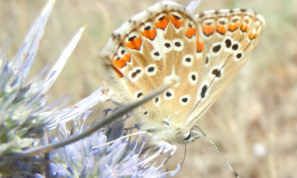 Polyommatus bellargus?