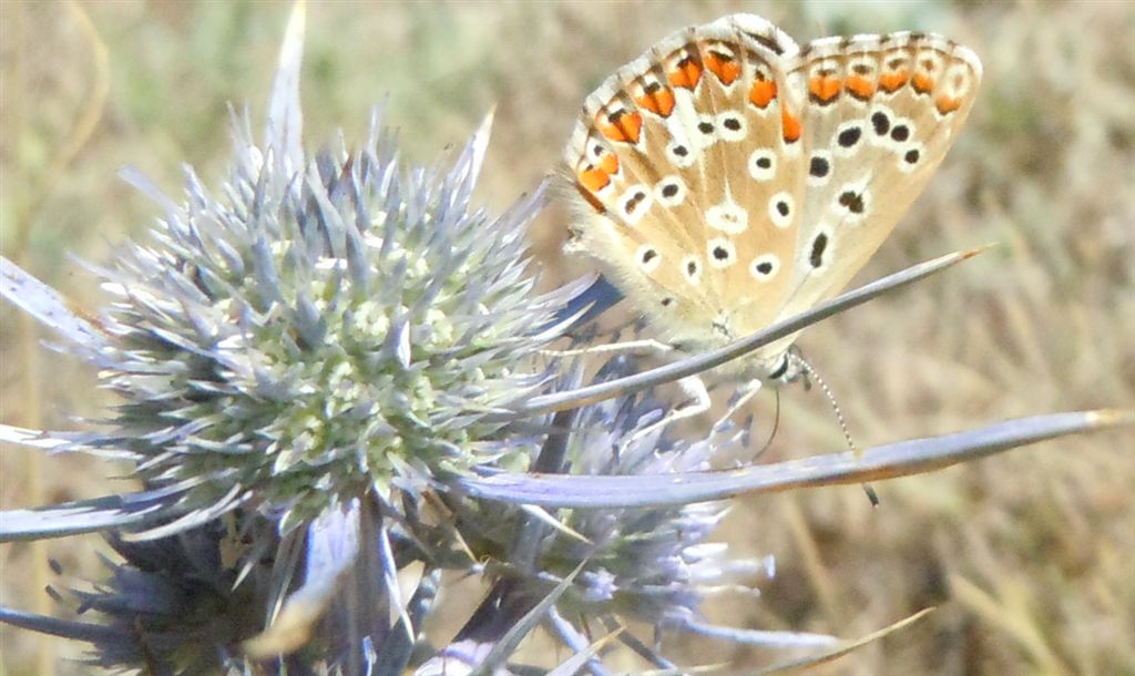 Polyommatus bellargus?