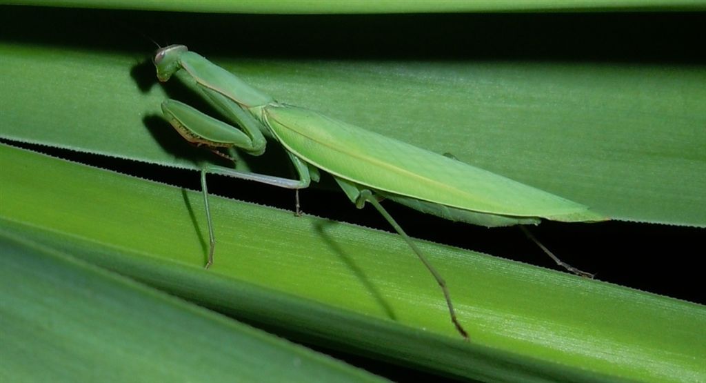 Mantis religiosa?