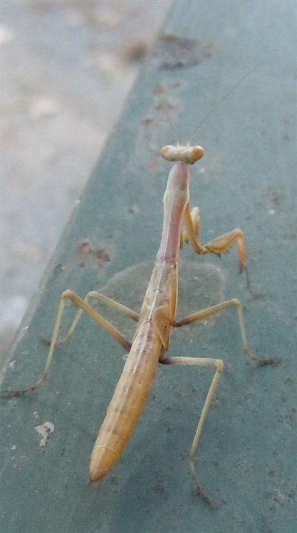 Giovane Mantis religiosa? no, Iris oratoria