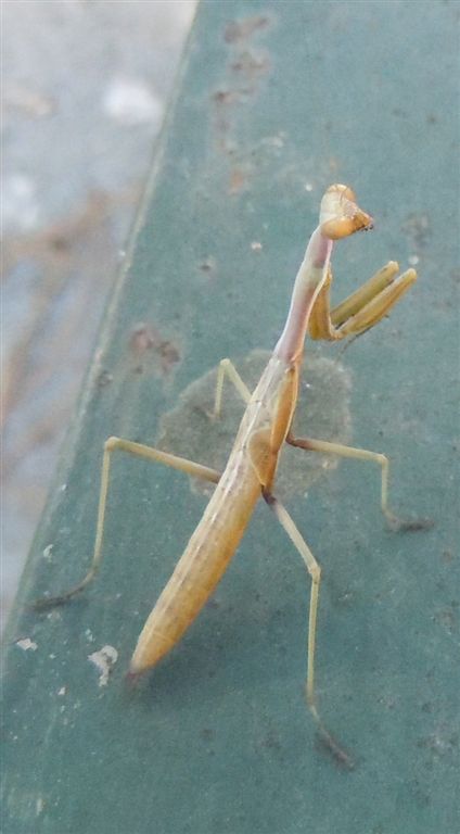 Giovane Mantis religiosa? no, Iris oratoria