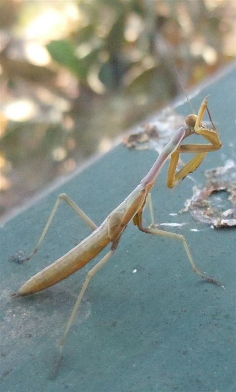 Giovane Mantis religiosa? no, Iris oratoria