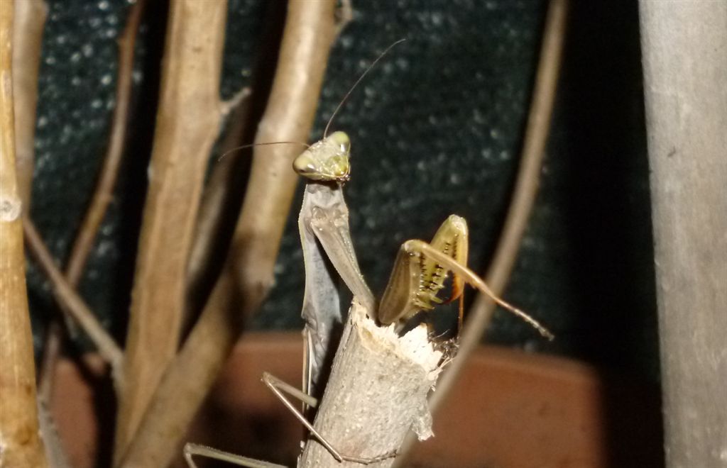 Mantis religiosa?