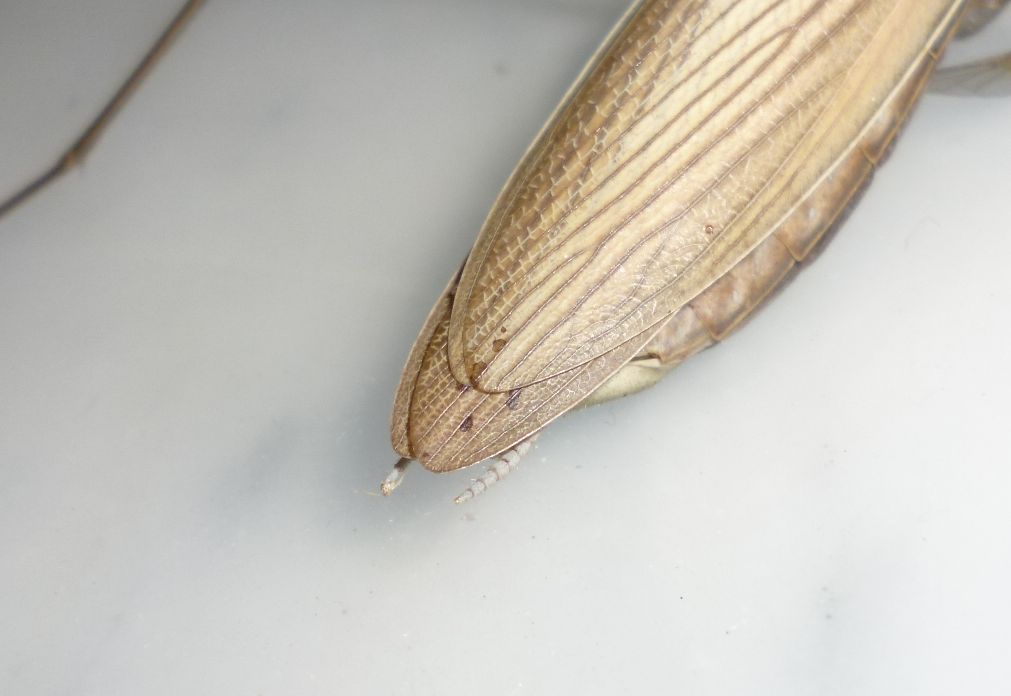 Mantis religiosa?