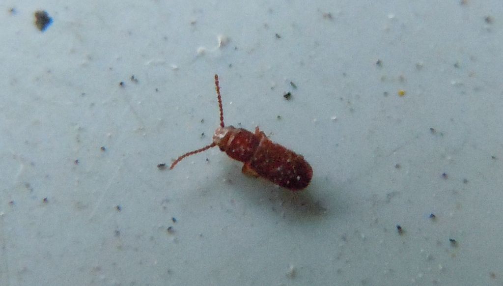 Mini-coleottero: fam. Laemophloeidae