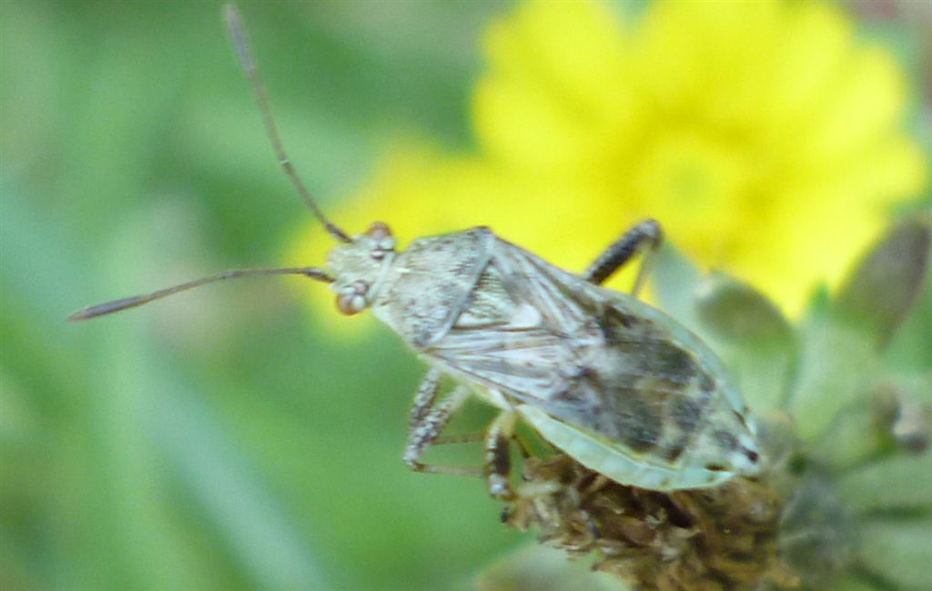 Rhopalidae: Rhopalus parumpunctatus della Campania (NA)