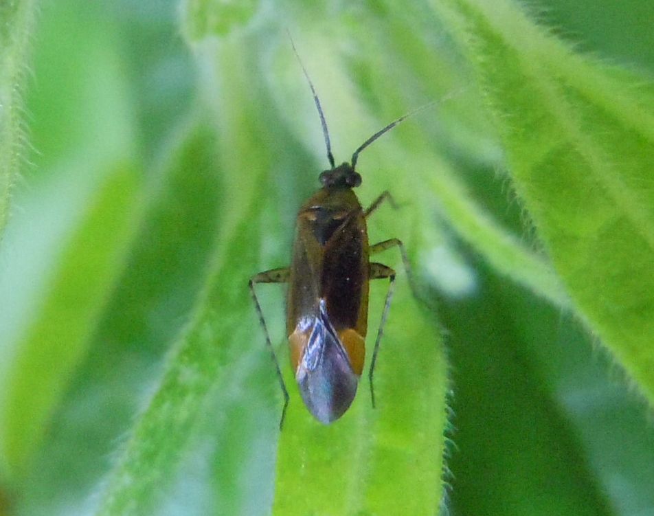 Miridae: Plagiognathus arbustorum della Campania (NA)
