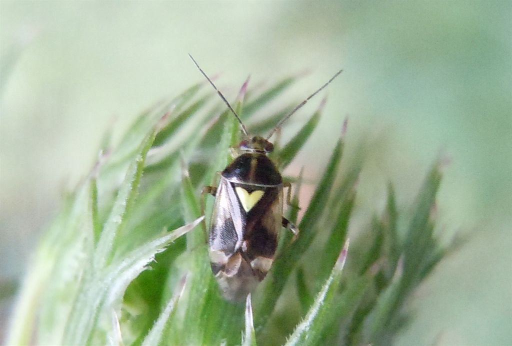 Cuore giallo: Orthops sp. (Miridae)