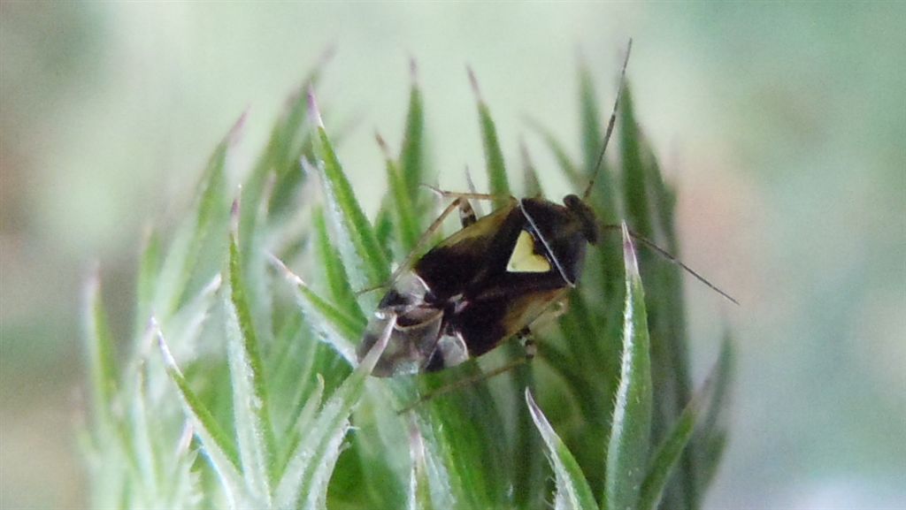 Cuore giallo: Orthops sp. (Miridae)