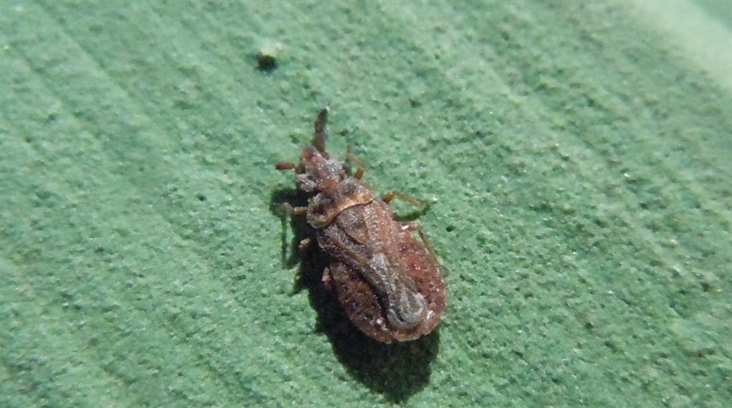 Aradus cinnamomeus? S