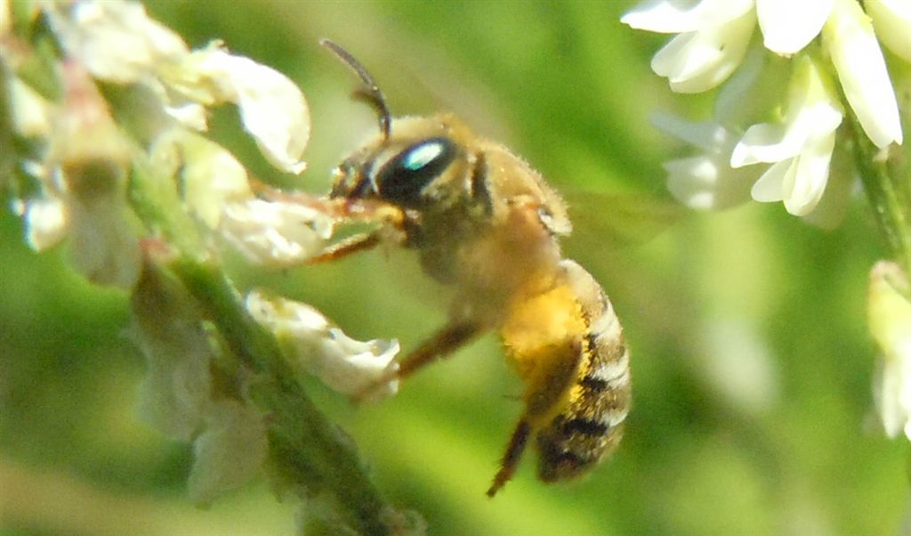 Occhi di smeraldo: femmina di Apidae Halictinae