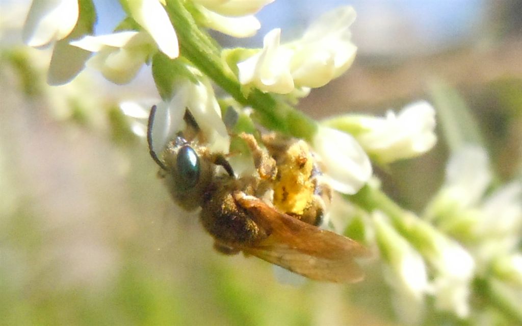 Occhi di smeraldo: femmina di Apidae Halictinae