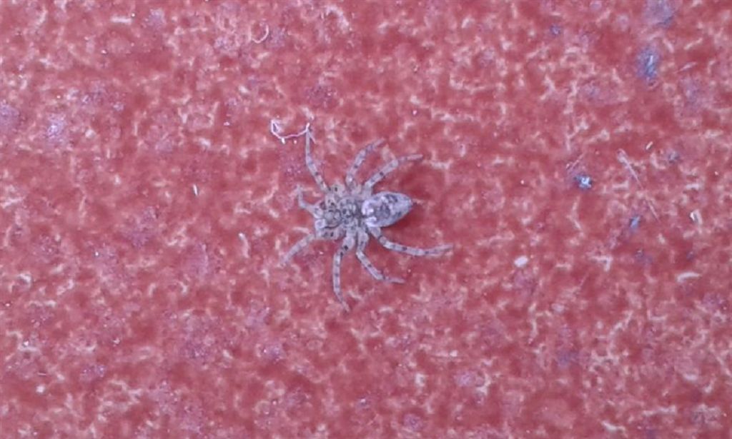 Oecobius sp. - Agnano (NA)