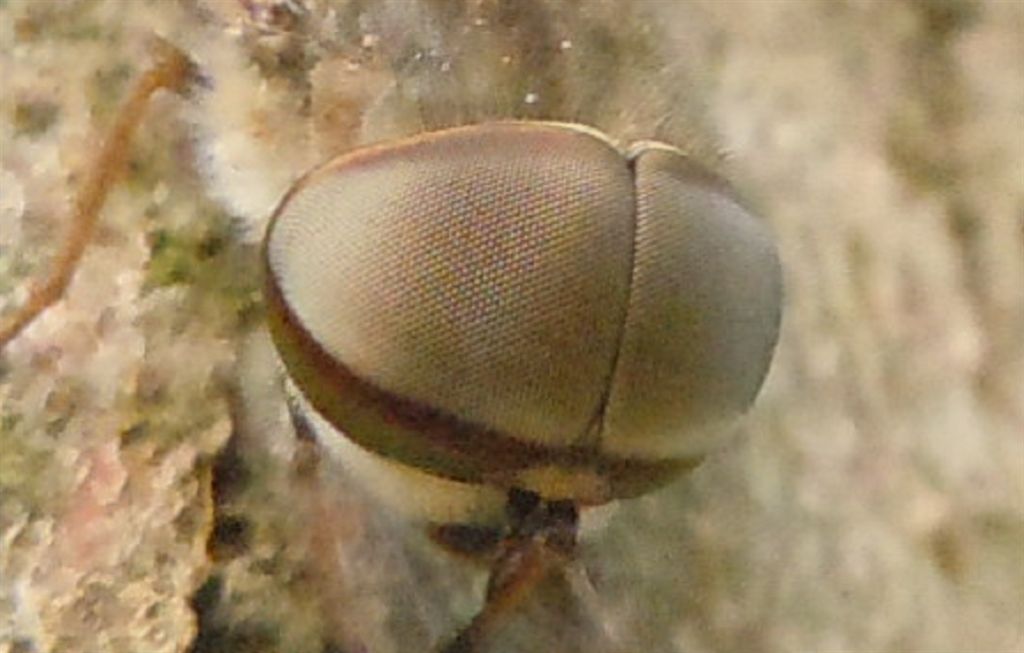 Grosso Tabanidae