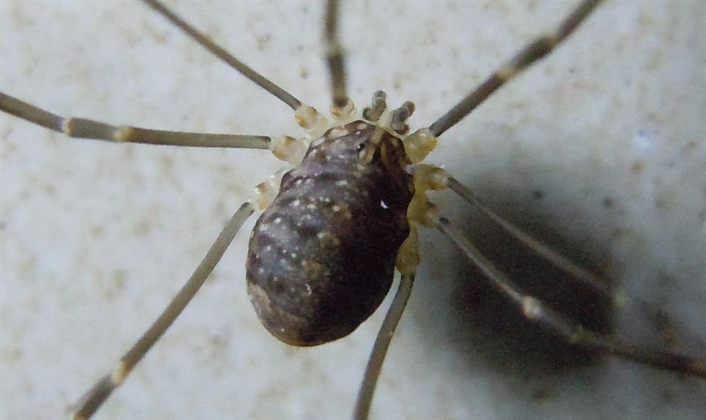Opilione da Agnano(NA)
