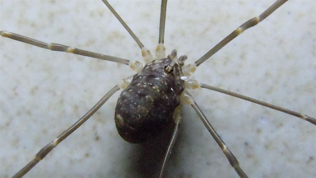 Opilione da Agnano(NA)