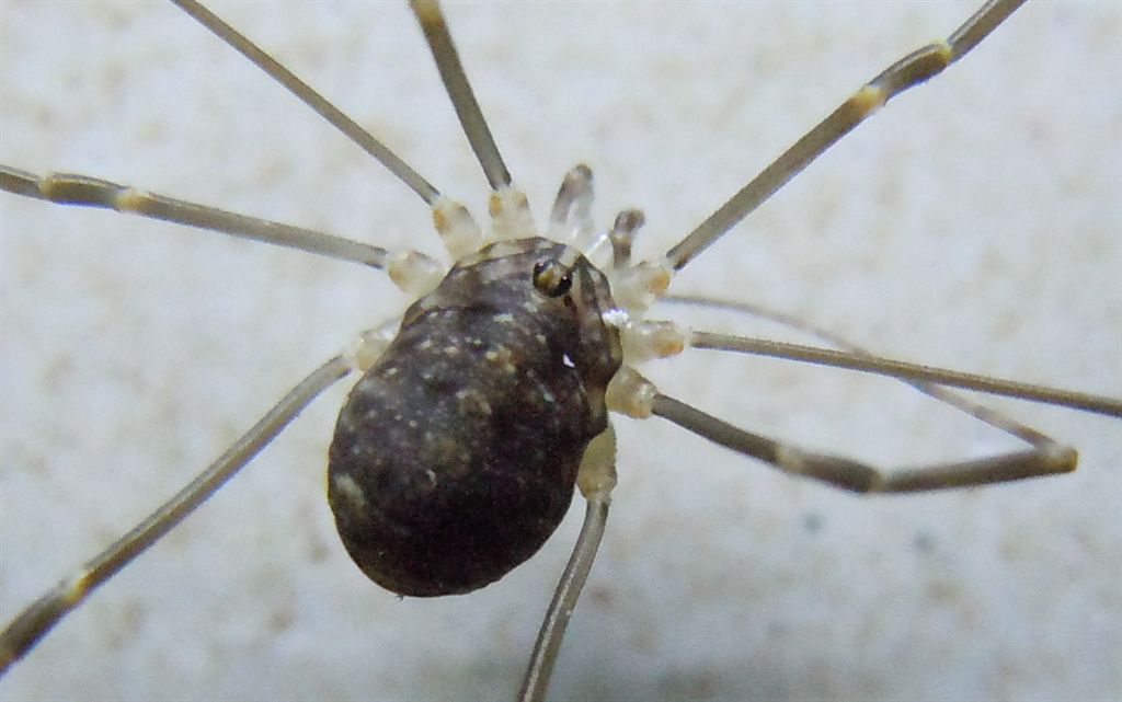 Opilione da Agnano(NA)