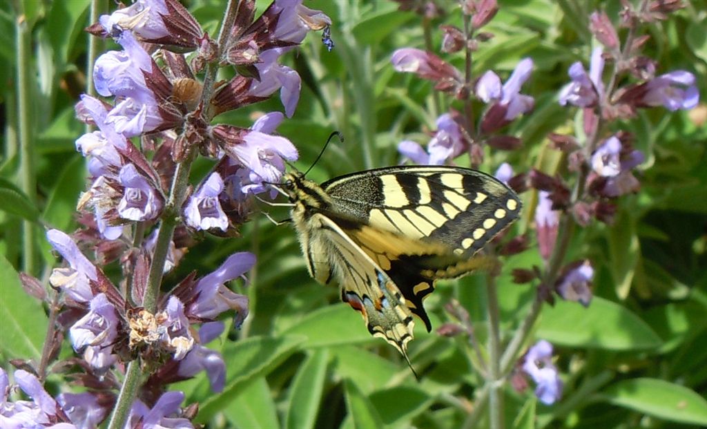 Papilio machaon