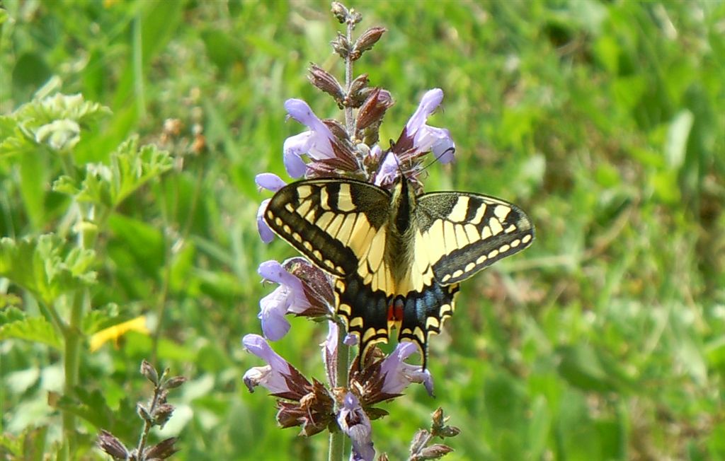 Papilio machaon