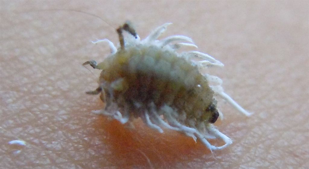 Larva da identificare (Coccinellidae?)