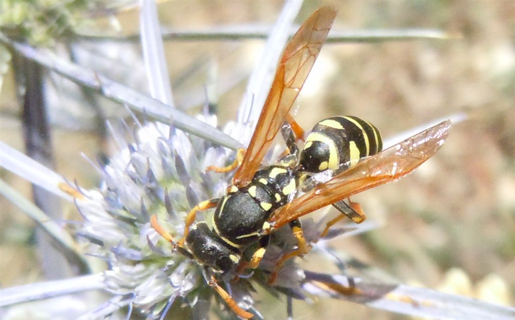 Vespidae di montagna: Polistes atrimandibularis