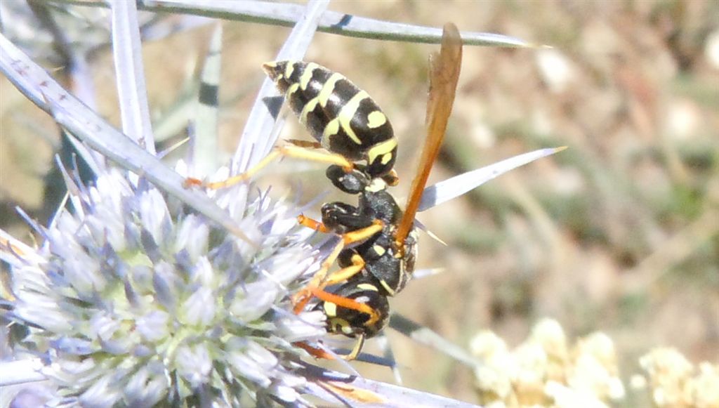 Vespidae di montagna: Polistes atrimandibularis