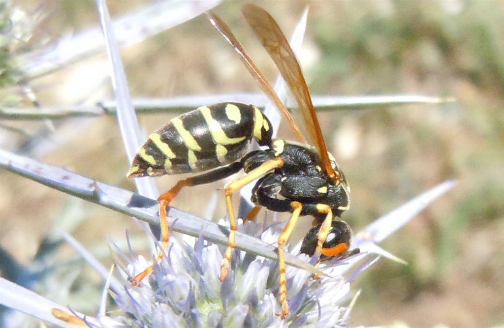 Vespidae di montagna: Polistes atrimandibularis