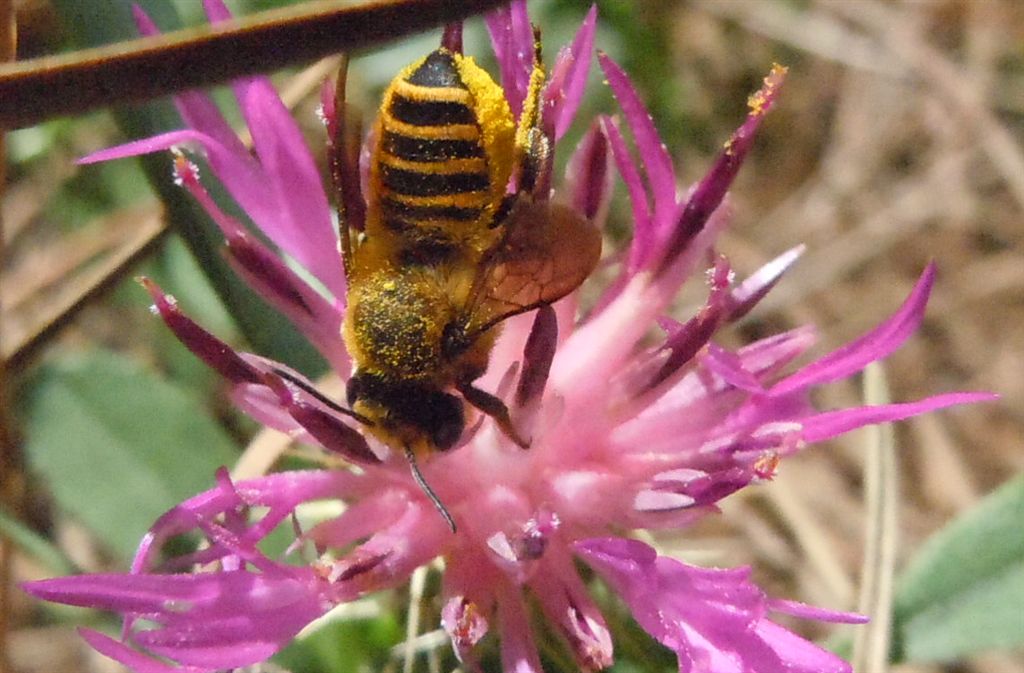 Megachile sp. coperto di polline