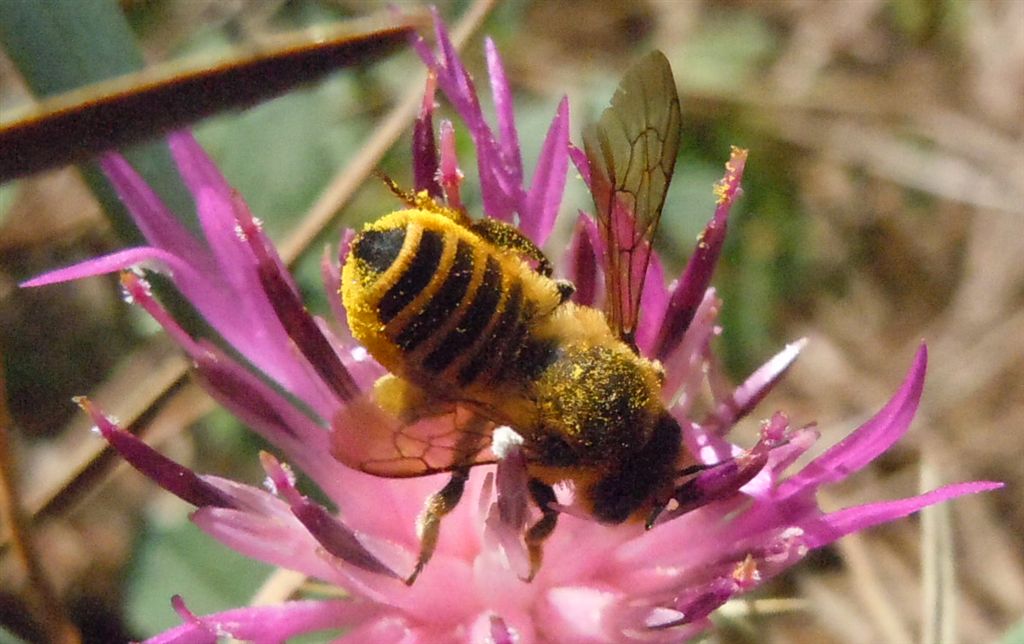 Megachile sp. coperto di polline